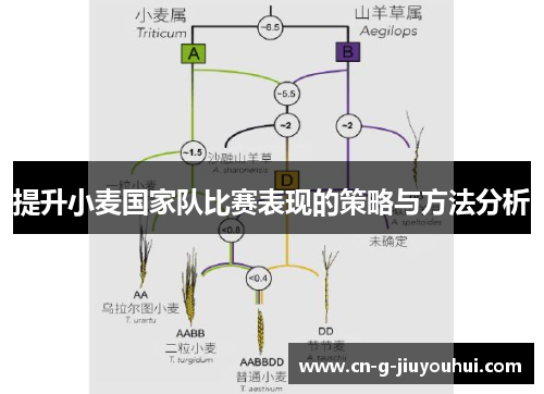 提升小麦国家队比赛表现的策略与方法分析 提升小麦国家队比赛表现的策略与方法分析